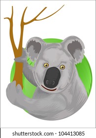 koala on eucalyptus tree isolated on white