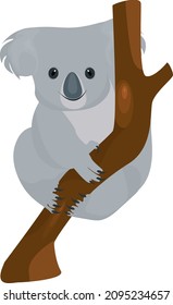 Koala on a tree, illustration, vector on a white background.