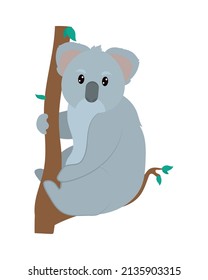 koala on a tree on white background