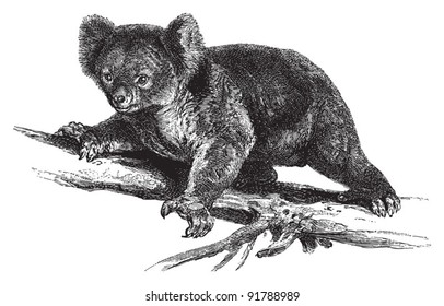 Koala (Phascolarctos cinereus) / vintage illustration from Meyers Konversations-Lexikon 1897