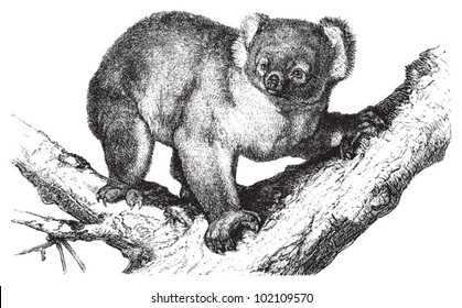 Koala (Phascolarctus cinereus) / vintage illustration from Brockhaus Konversations-Lexikon 1908