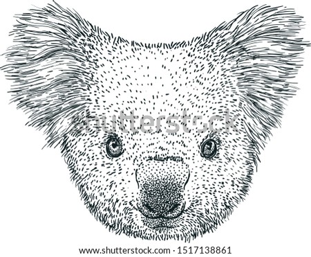 Koala portrait illustration, drawing, engraving, ink, line art, vector