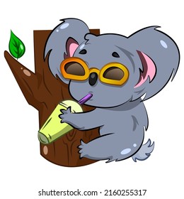 Koala sits on a tree and drinks a drink