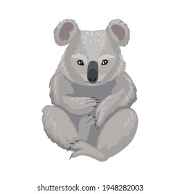 Koala sitting, gray bear cub, marsupial from Australia. Cute little animal koala. Vector character isolated on white background, cartoon drawing.