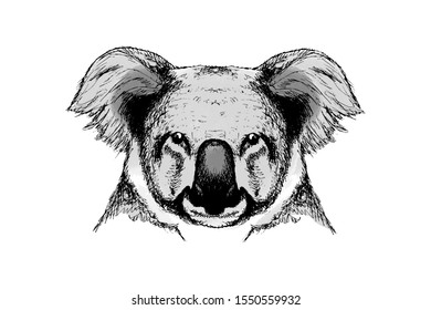 Koala sketch in color, outline head portrait white isolated
