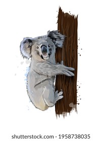 Koala from a splash of watercolor, colored drawing, realistic. Vector illustration of paints