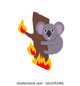 Koala in a tree in Australian bushfires surrounded by flames of fire. Vector flat illustration.