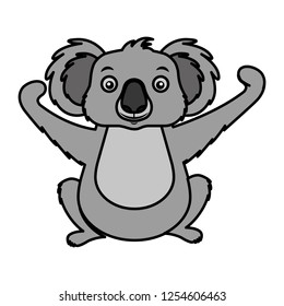 koala wildlife animal on white background