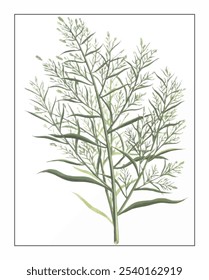 Kochia scoparia Schrad, hand-painted floral and botanical painting, hand-painted herbal painting, natural herbs.