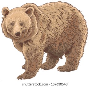 Kodiak Bear Isolated Vector Illustration