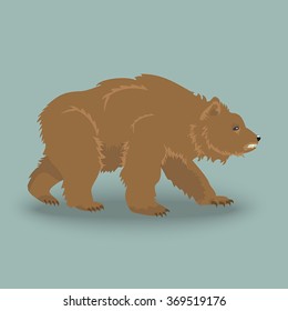 Kodiak wild angry brown bear 