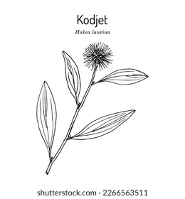 Kodjet or pin-cushion hakea (Hakea laurina), ornamental plant. Hand drawn botanical vector illustration