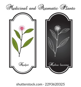 Kodjet or pin-cushion hakea (Hakea laurina), ornamental plant. Hand drawn botanical vector illustration