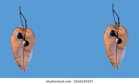 Koelreuteria paniculata dry seed pods isolated on blue background. Vector illustration. Template, postcard. Goldenrain tree, pride of India, China tree, and the varnish tree.
