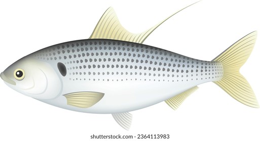 The kohada (dotted gizzard shad) isolated on white background