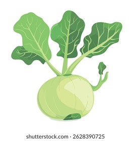 kohlrabi 2D flat vector illustration icon, isolated on a white background.