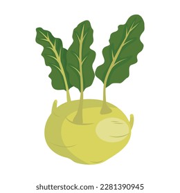 Kohlrabi Biennial cultivar of wild cabbage. German turnip or turnip cabbage. Vector illustration isolated on white background. For template label, packing, web, menu, logo, textile, icon