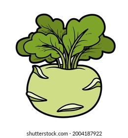 Kohlrabi cabbage color variation for coloring page isolated on white background