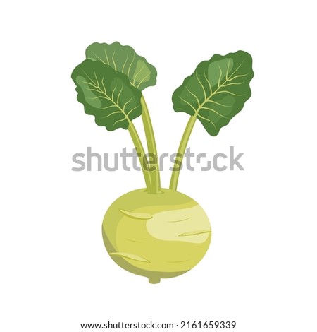 Kohlrabi cabbage green with leaves, flat style vector illustration isolated on white background