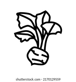 kohlrabi cabbage line icon vector. kohlrabi cabbage sign. isolated contour symbol black illustration
