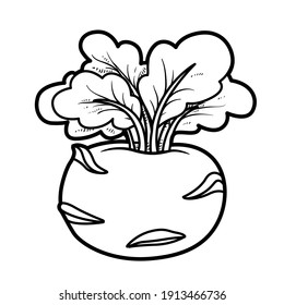Kohlrabi cabbage linear drawing on white background