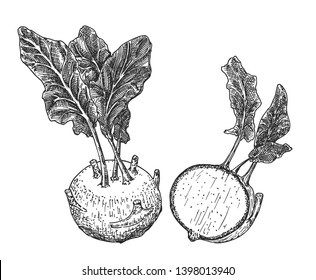 Kohlrabi cabbage turnip. Vector Kohlrabi sketch set.  Vintage line drawing or engraving illustration. 
