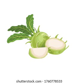 Kohlrabi cabbages. Whole, halved and quarter. Illustration of fresh farm vegetables. Eco turnip cabbage. Vector illustration for markets, prints, packages. Isolated on white background. 