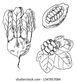 Kohlrabi, cocoa pod and cloudberry. Vector cartoon illustrations. Isolated objects on a white background. Hand-drawn style.