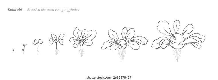 Kohlrabi desenvolvimento estágios vetor infográfico. Vetor desenhado à mão preto e branco monocromático botânico Ilustração