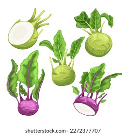 caricatura sobre el conjunto verde fresco de kohlrabi. verduras de nabo, alimentos de col, ecológicos sanos, vegetales crudos, nutritivos blancos, cosecha de verano colinabo fresco de ilustración vectorial verde