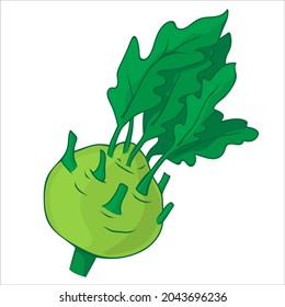 Kohlrabi. Fresh and healthy food. Vegetarian nutrition. Hand-drawn vector illustration