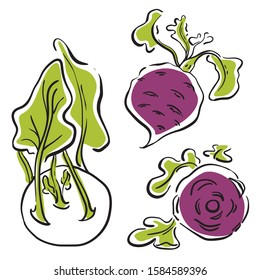 Kohlrabi or German turnip. Colorful sketch of vegetables isolated on white background. Doodle hand drawn vegetables. Vector illustration