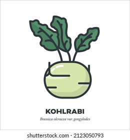 Kohlrabi or German Turnip vegetable icon, outline with color fill style vector illustration