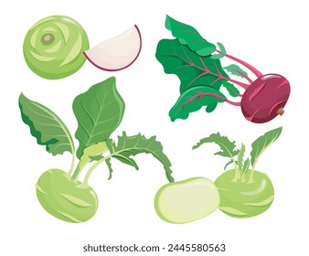 Kohlrabi green and kohlrabi purple set