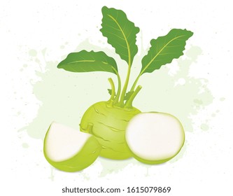 kohlrabi with half slices of kohlrabi vector illustrations