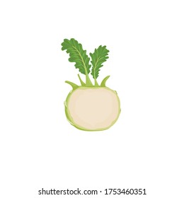 Kohlrabi halved cabbage. Illustration of fresh farm vegetable. Eco turnip cabbage. Vector illustration for markets, prints, packages. Isolated on white background. 