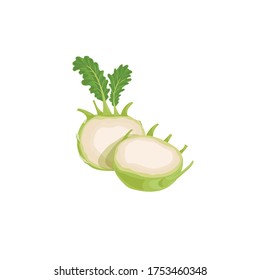 Kohlrabi halved cabbages. Illustration of fresh farm vegetable. Eco turnip cabbage. Vector illustration for markets, prints, packages. Isolated on white background. 