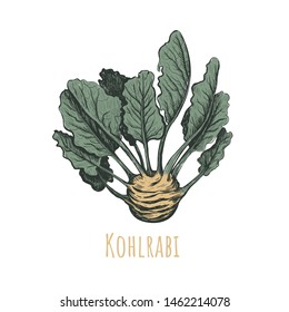 Kohlrabi hand drawing. Kohlrabi vector illustration. Vegetables drawings