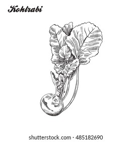 kohlrabi. harvesting. sketch made by hand.