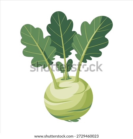 Kohlrabi illustration vector art design