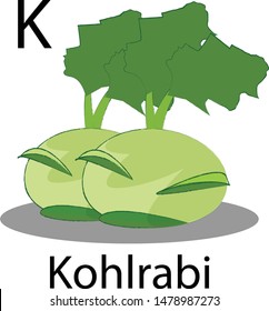 kohlrabi illustrator on white background