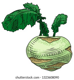 Kohlrabi with leaves on a white background. Freehand drawing.