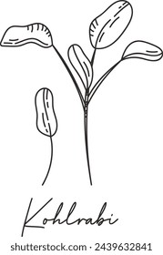 Kohlrabi Micro Greens Sketch ilustración vectorial