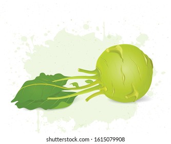 Kohlrabi root vector illustration with kohlrabi root green leaves