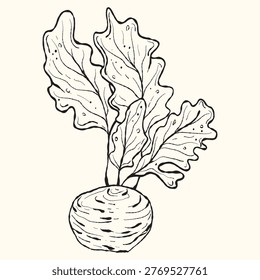Kohlrabi Root Vegetable 