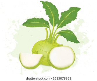 Kohlrabi Root Vegetable vector illustration With slices of Kohlrabi
