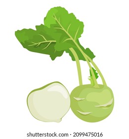 Kohlrabi, Set of kohlrabi and cut isolated on white background. Vector illustration.