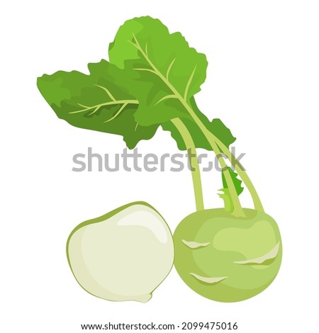 Kohlrabi, Set of kohlrabi and cut isolated on white background. Vector illustration.