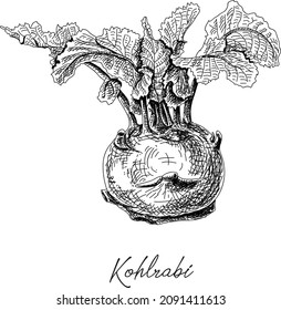 Kohlrabi - sketchy hand-drawn vector illustration