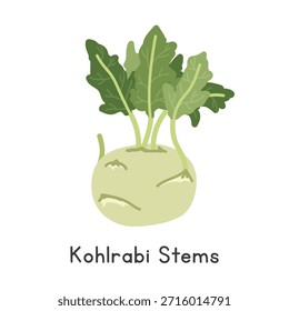 Kohlrabi Stems Vektorgrafik. Kohlrabi Stems Cartoon Clipart, Gemüse im flachen Stil. Auch bekannt als German Turnip, Knol-Kohl, Kohl-Turnip oder Brassica oleracea Gongylodes-Gruppe. Stängel und Schießen